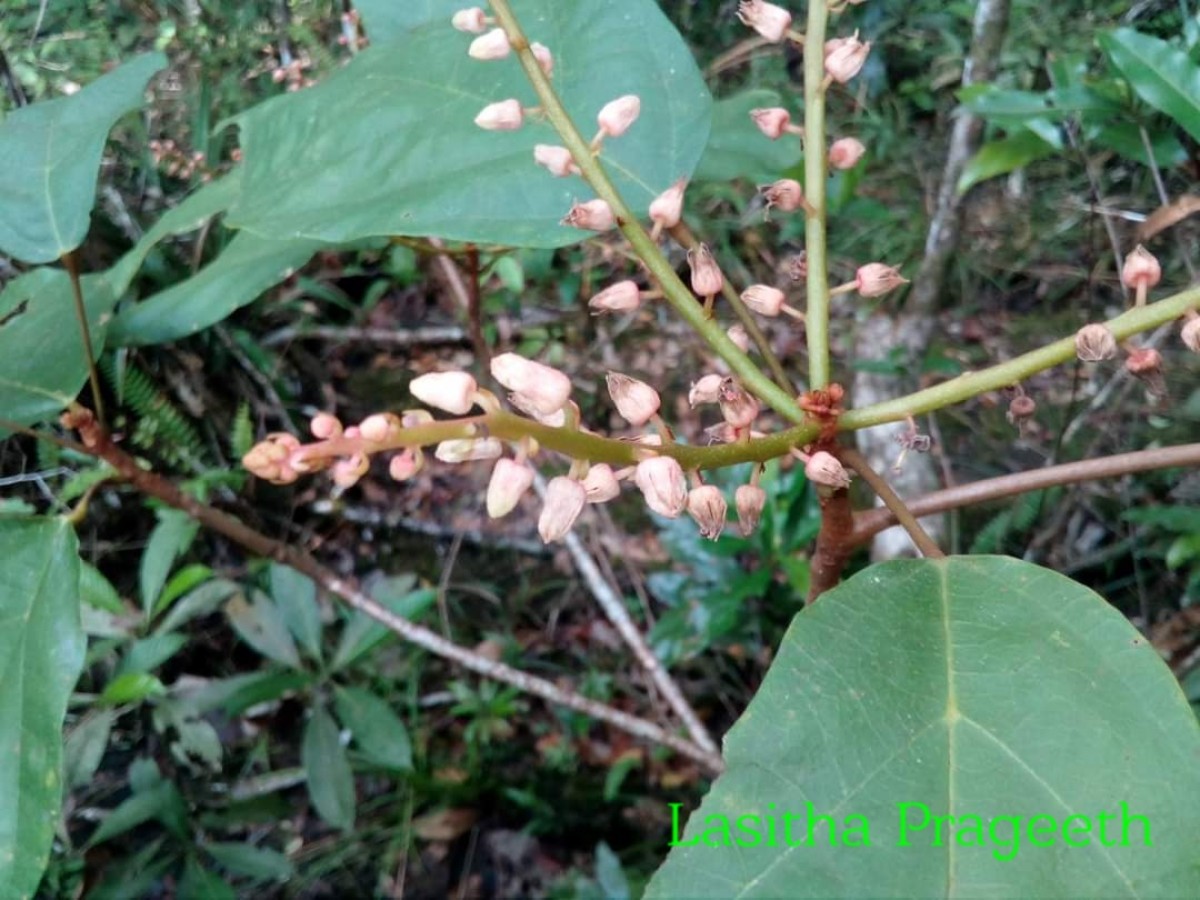 Sterculia zeylanica Kosterm.